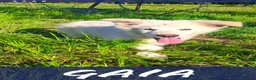 Meticcio cani in regalo: GAIA 🩷 sembra sorridere davvero. a Provincia di Pisa - Annuncio 2