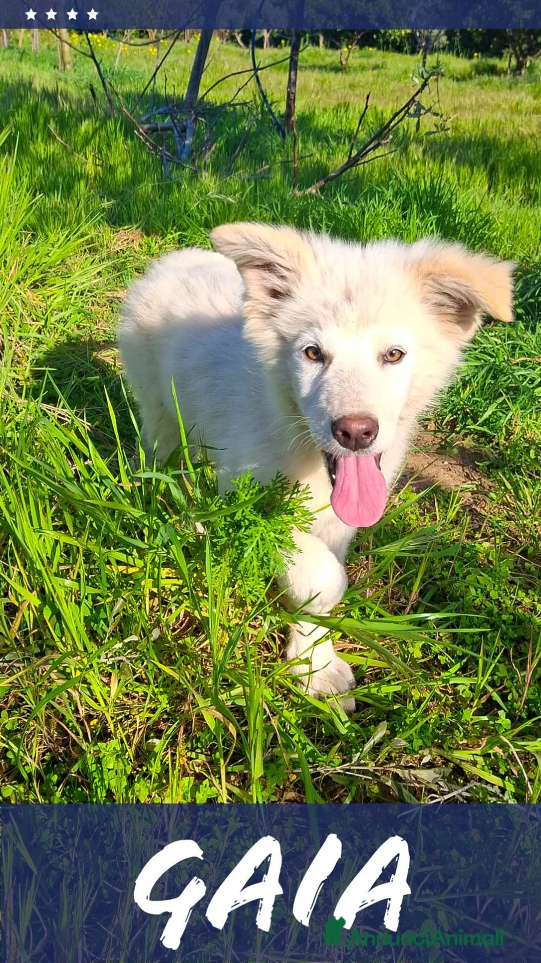 Meticcio cani in regalo: GAIA 🩷 sembra sorridere davvero. a Provincia di Pisa - Annuncio 2