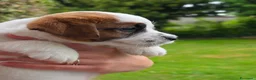 Jack Russell cani in vendita: Cucciolo maschio di Jack Russell a pelo ruvido - Annuncio 3