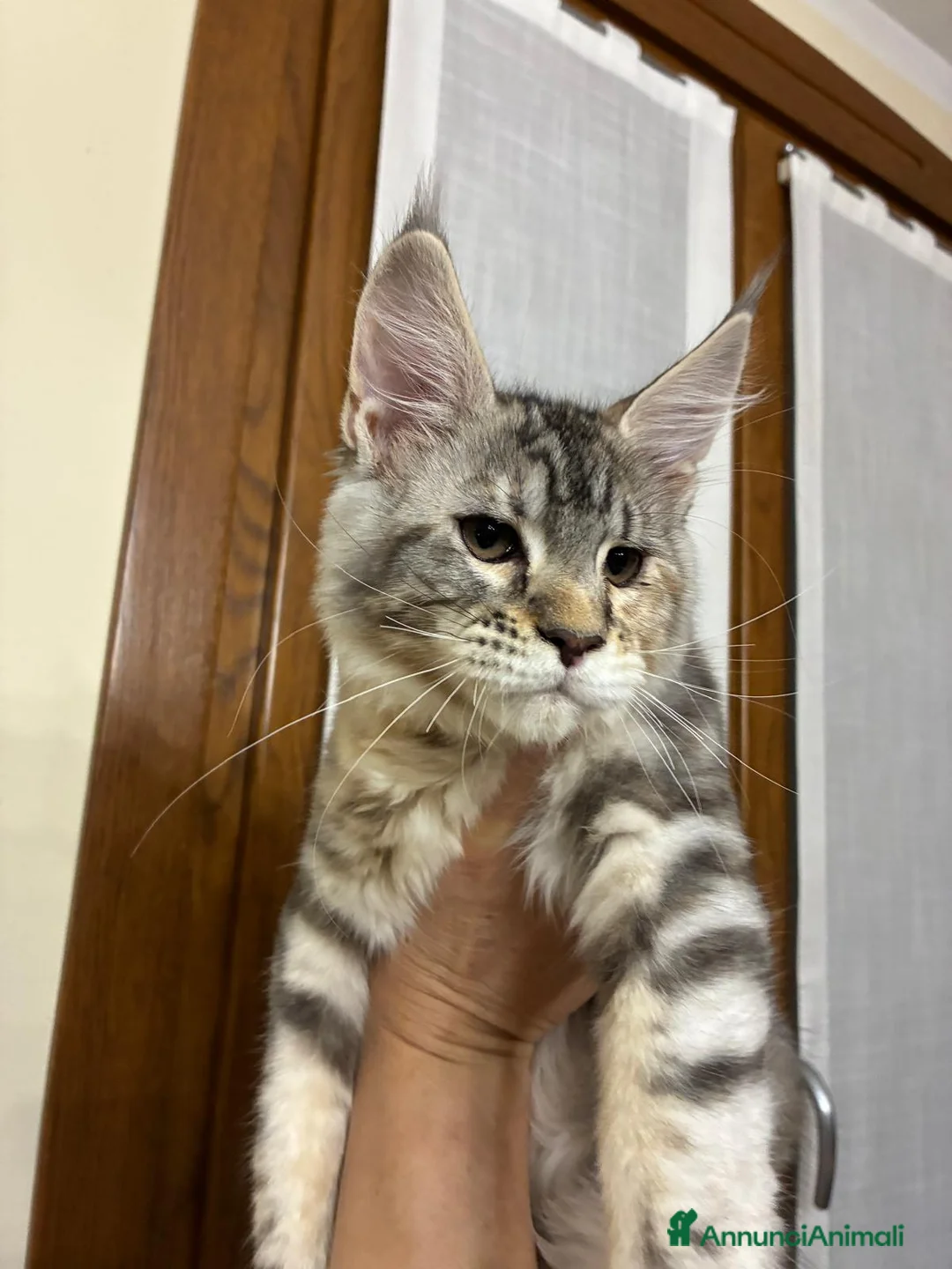 Maine Coon gatti in vendita: Maine coon  - Annuncio 2