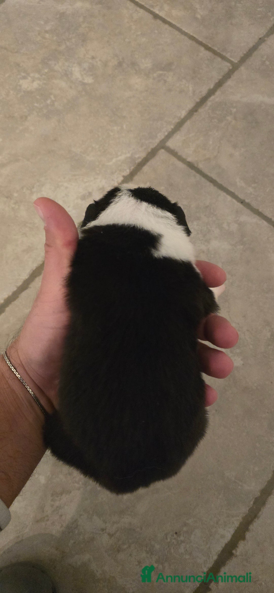 Border Collie cani in vendita: Cuccioli di border collie  - Annuncio 11