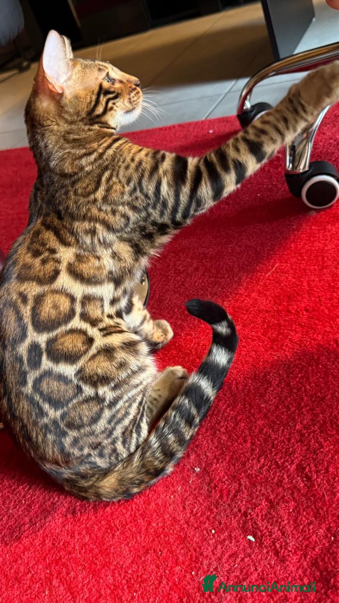 Bengala gatti in vendita: Cuccioli Bengala  a Provincia di Cuneo - Immagine 1