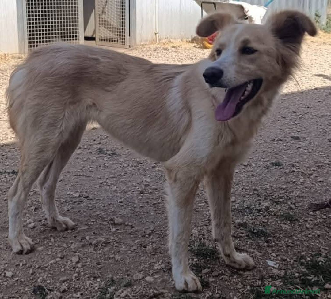Meticcio cani in regalo: Chantal fantastica cagnolina - Annuncio 11