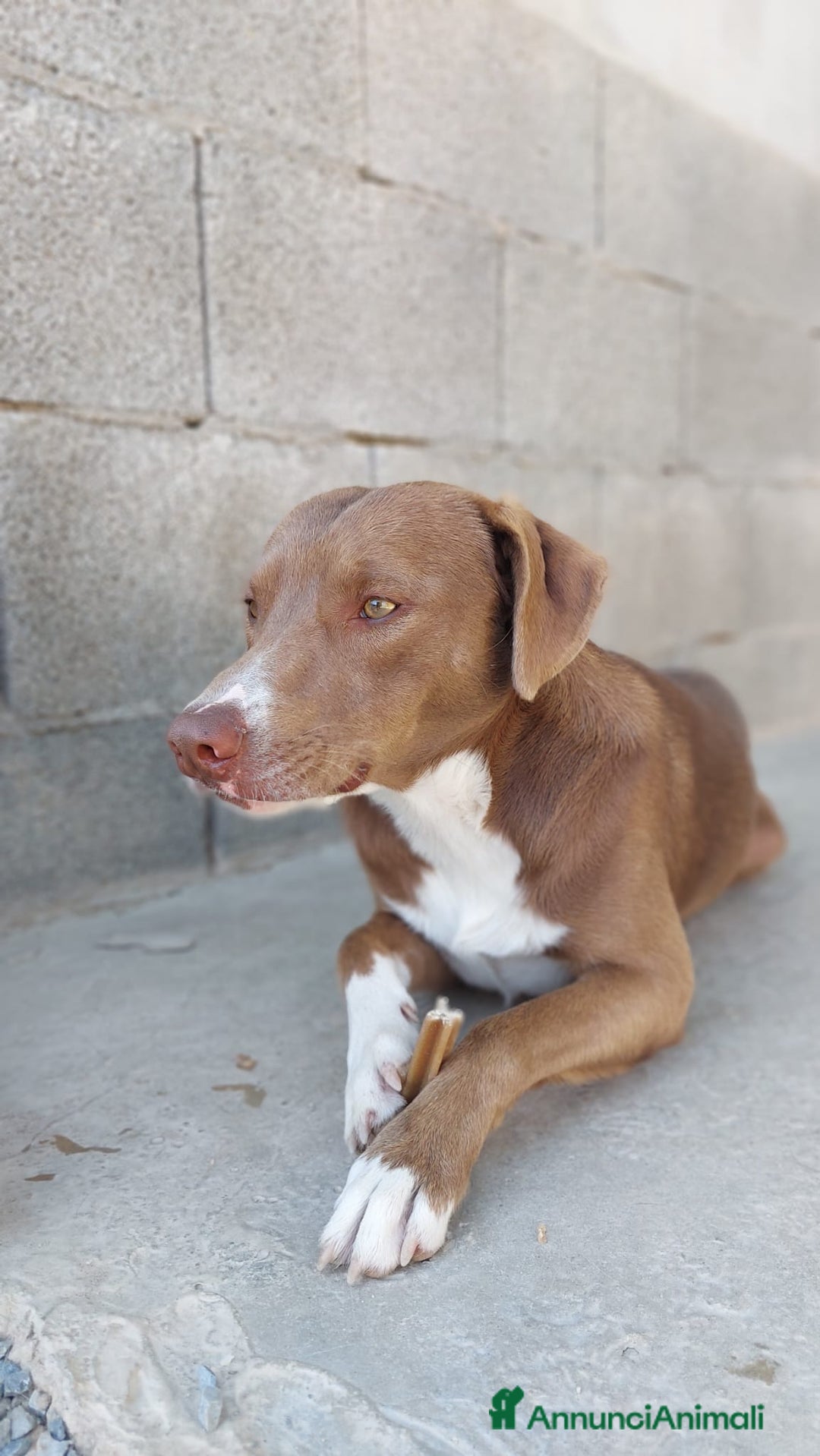 Meticcio cani in regalo: Boris 1anno tg media occhi ambraPRESTO IN CANILE!! - Annuncio 2