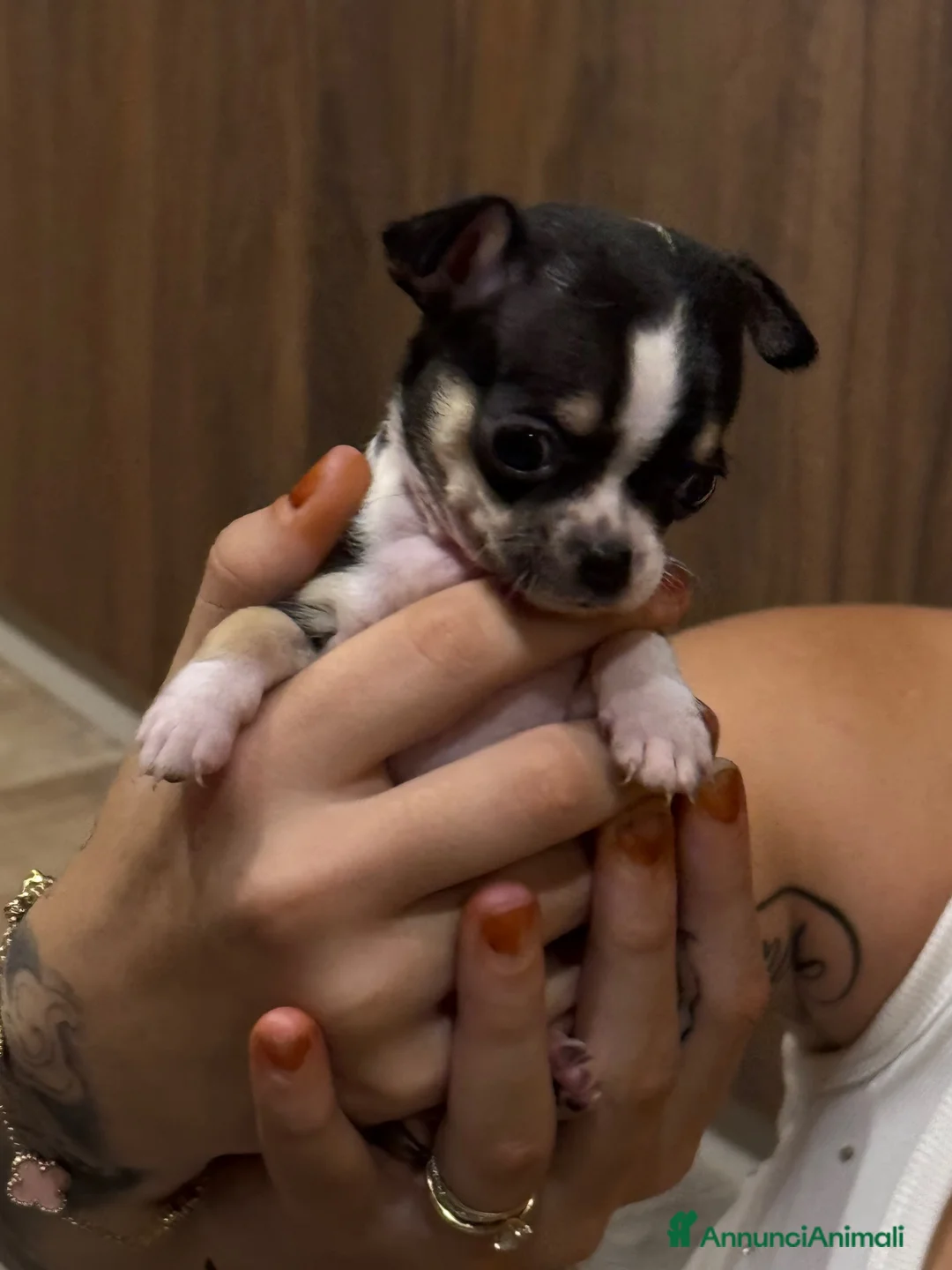 Chihuahua cani in vendita: Splendidi Cuccioli di chihuahua  - Annuncio 2