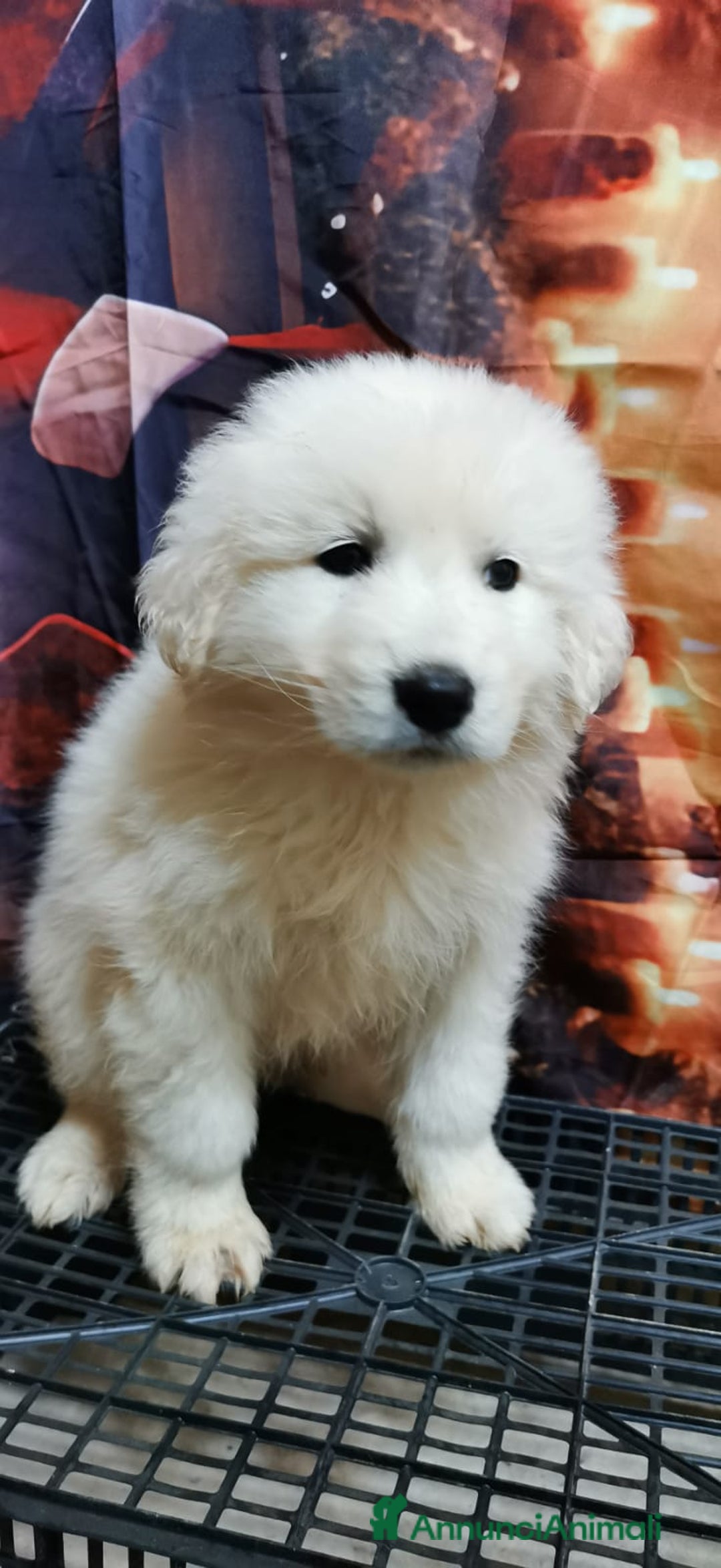 Meticcio cani in regalo: "Piccoli orsetti" in cerca di amore  - Annuncio 5