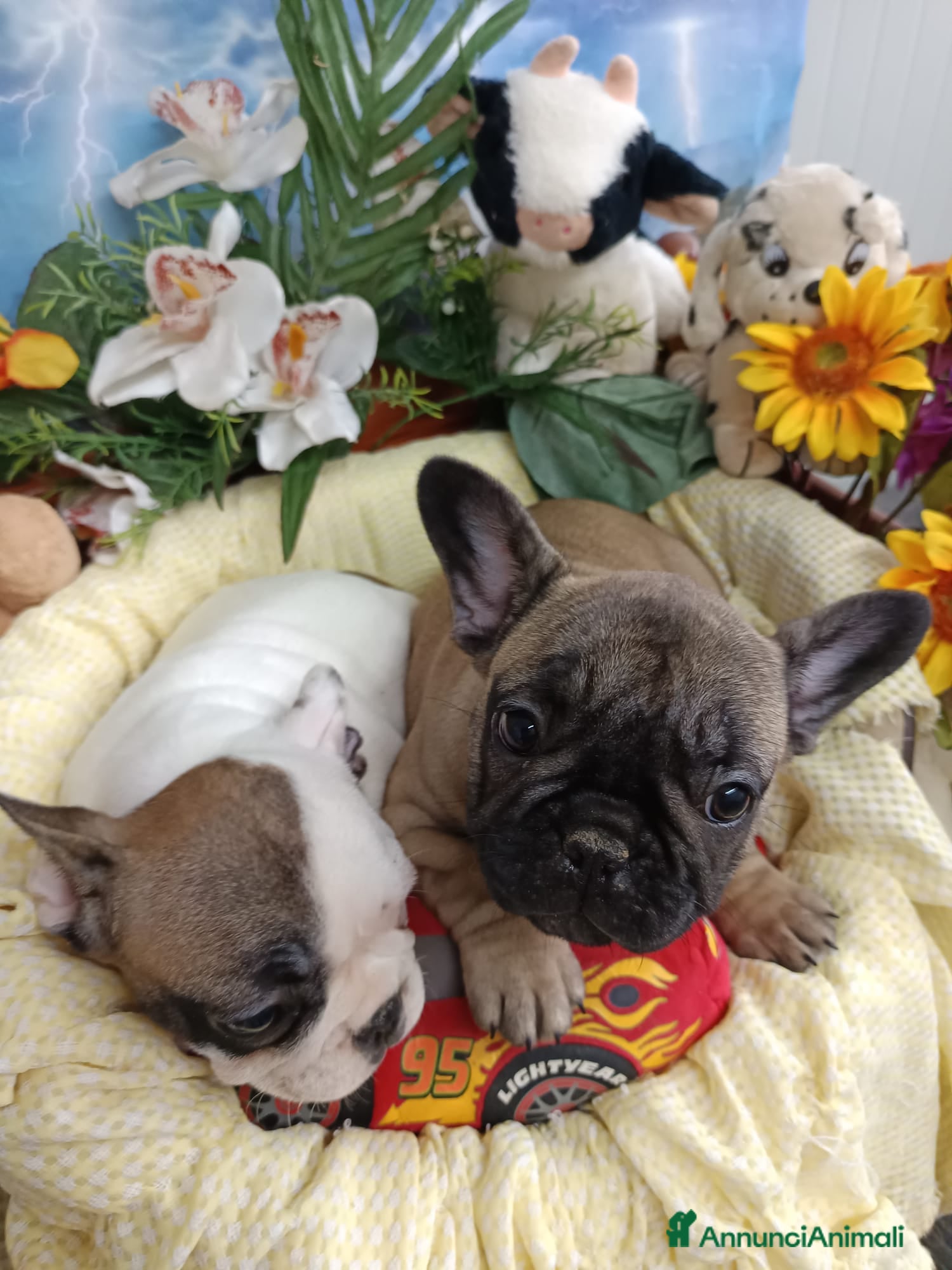 Bulldog Francese cani Due Femmine Buldog Francese Pedigree Enci  - Annuncio 2