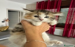 Persiano gatti in vendita: Gattine persiane normotipo  a Provincia di Reggio Emilia - Immagine 3