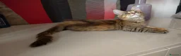 Maine Coon gatti in vendita: Dolcissima cucciola Maine coon  - Annuncio 6