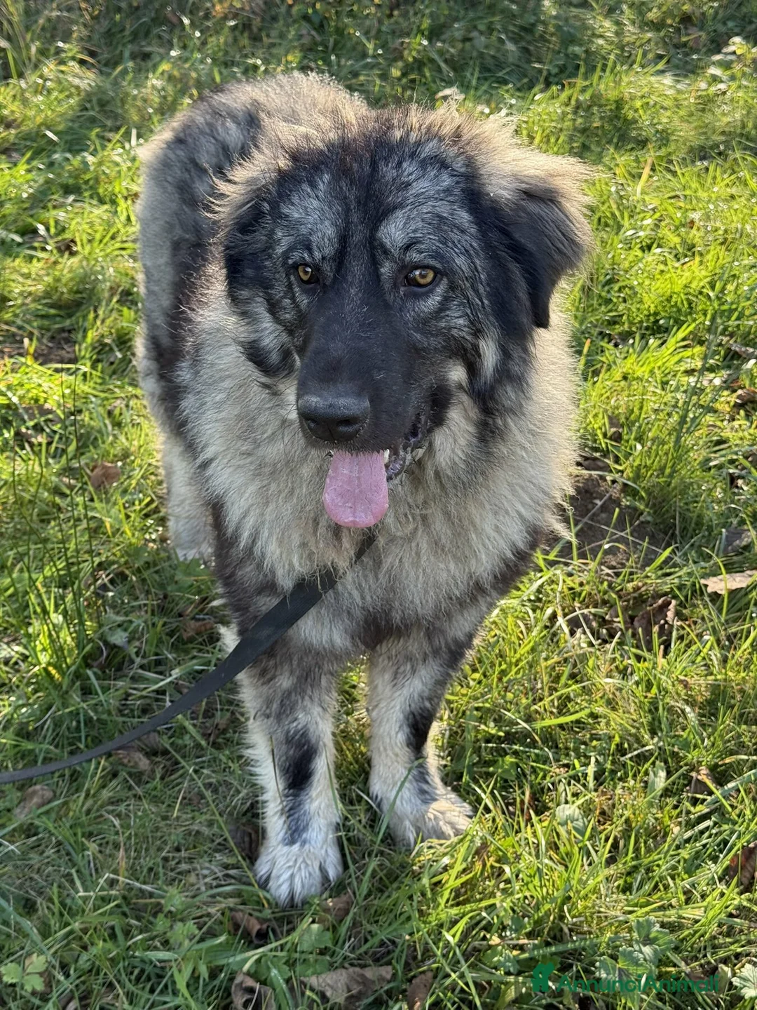 Pastore di Ciarplanina cani in regalo: OLIMPIA, ATHENA e ULISSE: magnifici CIARPLANINA! - Annuncio 8