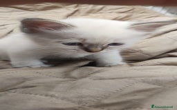 Sacro di Birmania gatti in vendita: Sacro di birmania  a Città metropolitana di Roma Capitale - Immagine 7