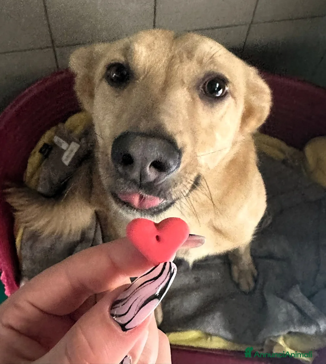 Meticcio cani in regalo: MANUEL CAGNOLINO D'ORO - Annuncio 2