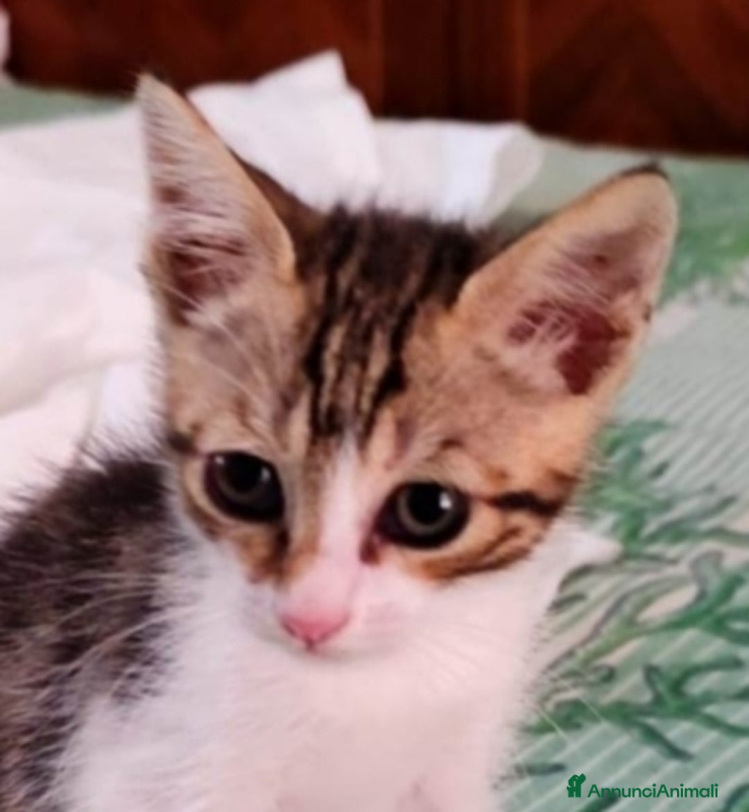 Altre razze gatti in regalo: Diago, piccolo micino cerca casa  a Città metropolitana di Roma Capitale - Annuncio 1