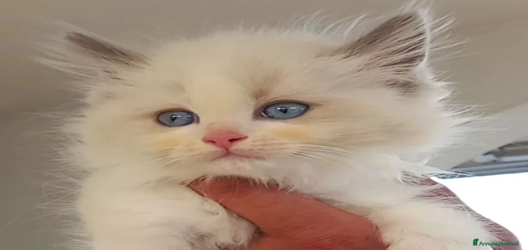 Immagine della galleria {{count}}