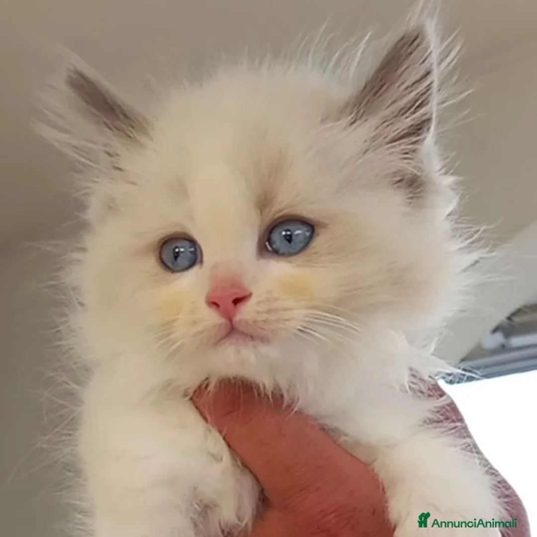 Immagine della galleria {{count}}