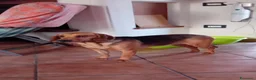Meticcio cani in regalo: lillina - Annuncio 4