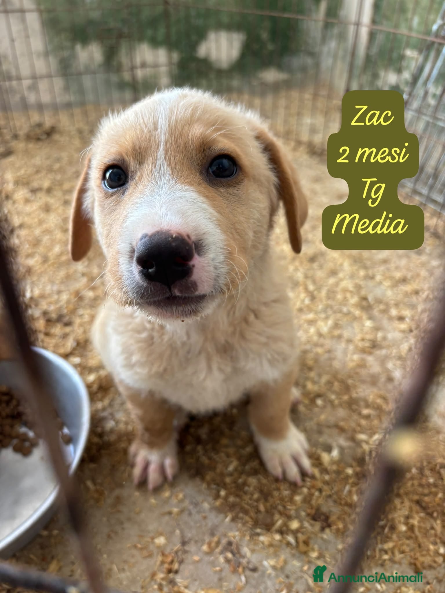 Meticcio cani Meticci dimenticati da tutti  - Annuncio 1
