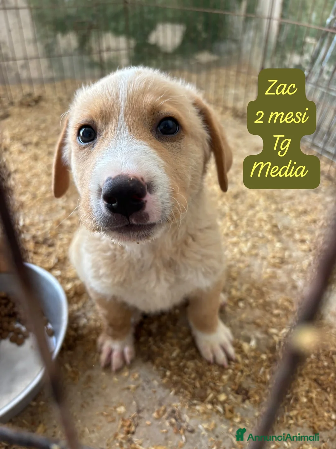Meticcio cani in regalo: Meticci dimenticati da tutti  a Provincia di Pavia - Annuncio 1