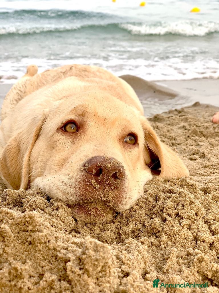 Labrador cani Seven cerca fidanzata.🐾🩵 - Annuncio 2