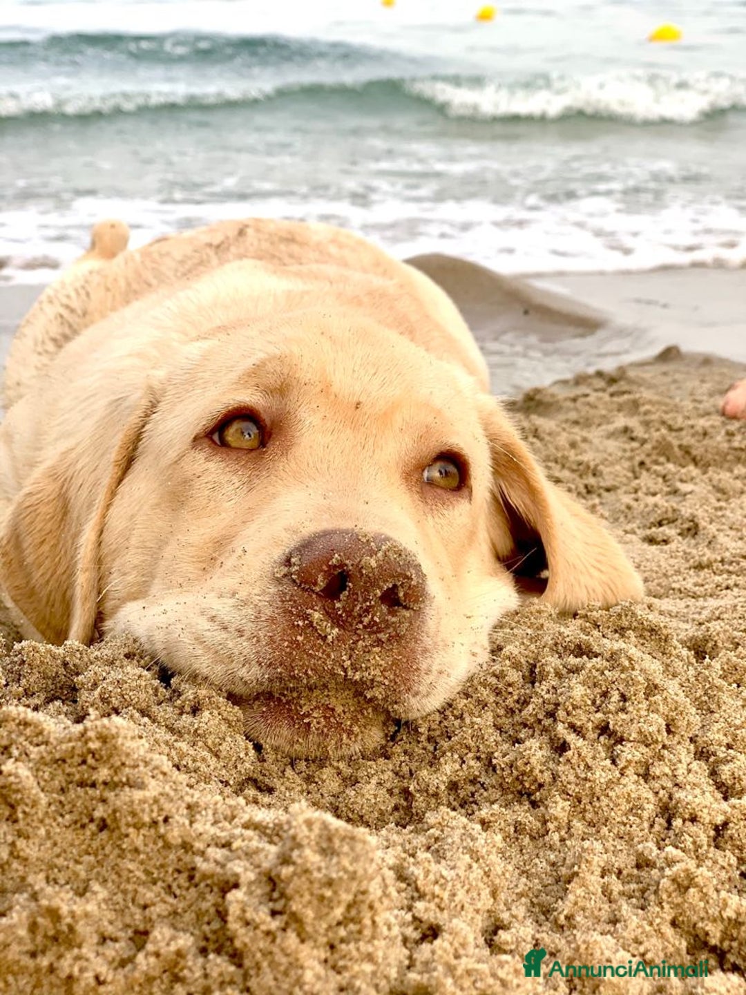 Labrador cani per accoppiamento: Seven cerca fidanzata.🐾🩵 - Annuncio 1