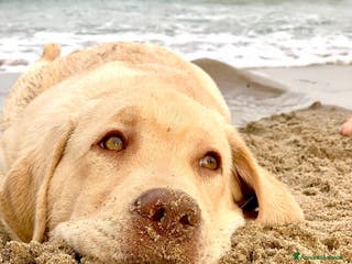Labrador cani Seven cerca fidanzata.🐾🩵 - Annuncio 3