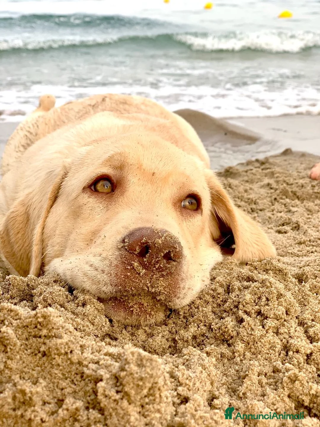 Labrador cani per accoppiamento: Seven cerca fidanzata.🐾🩵 - Annuncio 1