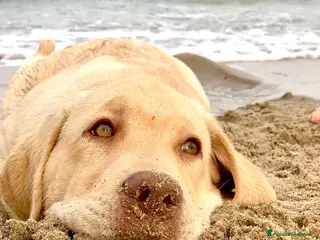 Labrador cani Seven cerca fidanzata.🐾🩵 - Annuncio 2