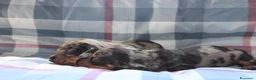 Bassotto cani in vendita: Cuccioli di bassotto - Annuncio 6