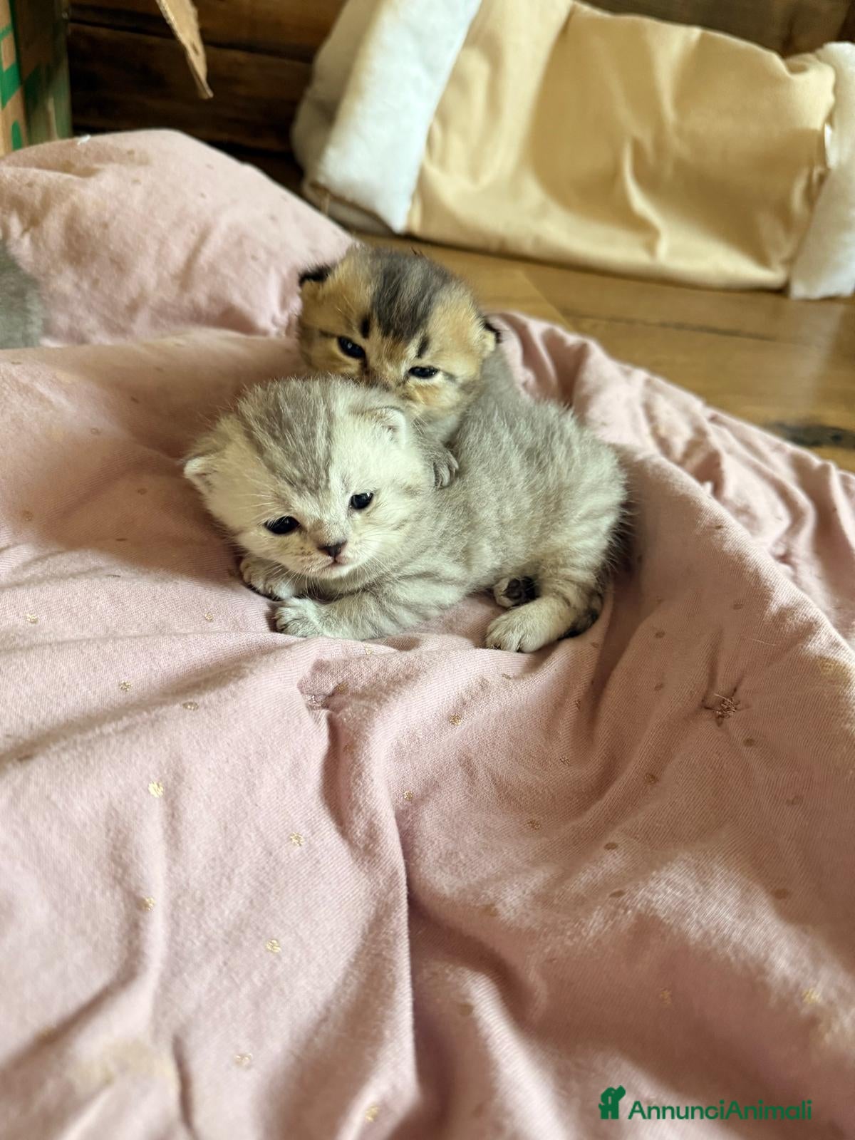 Scottish gatti Disponibili cuccioli di scottish fold e straight - Annuncio 7