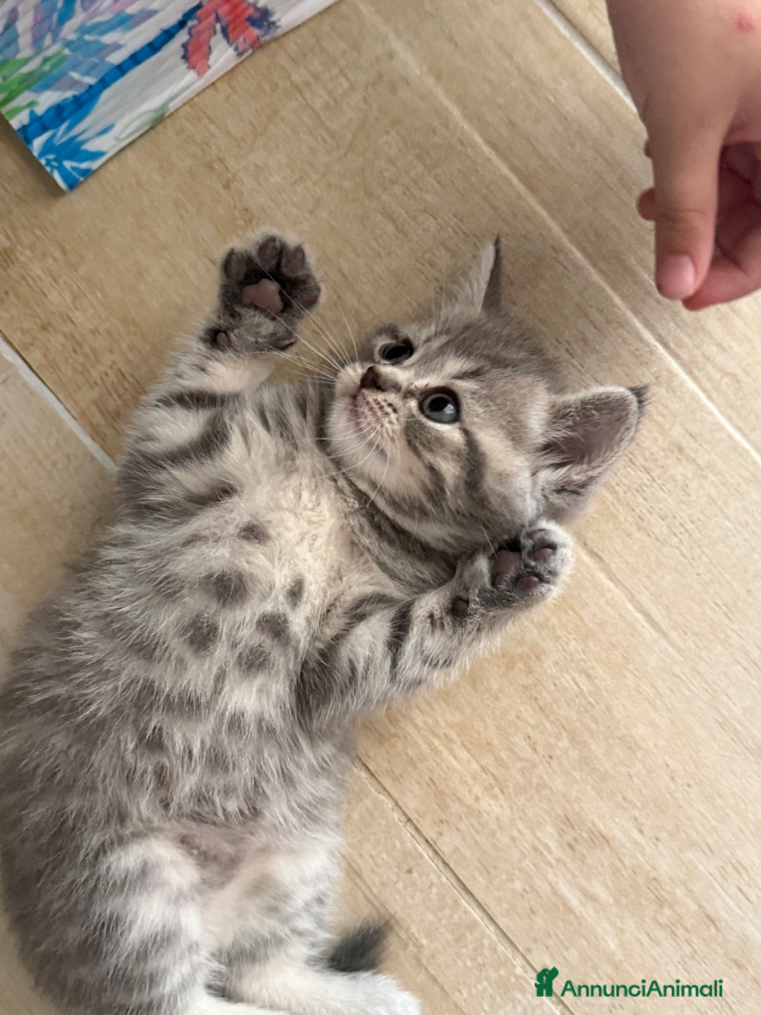 Scottish gatti Gattini scottish - Annuncio 1