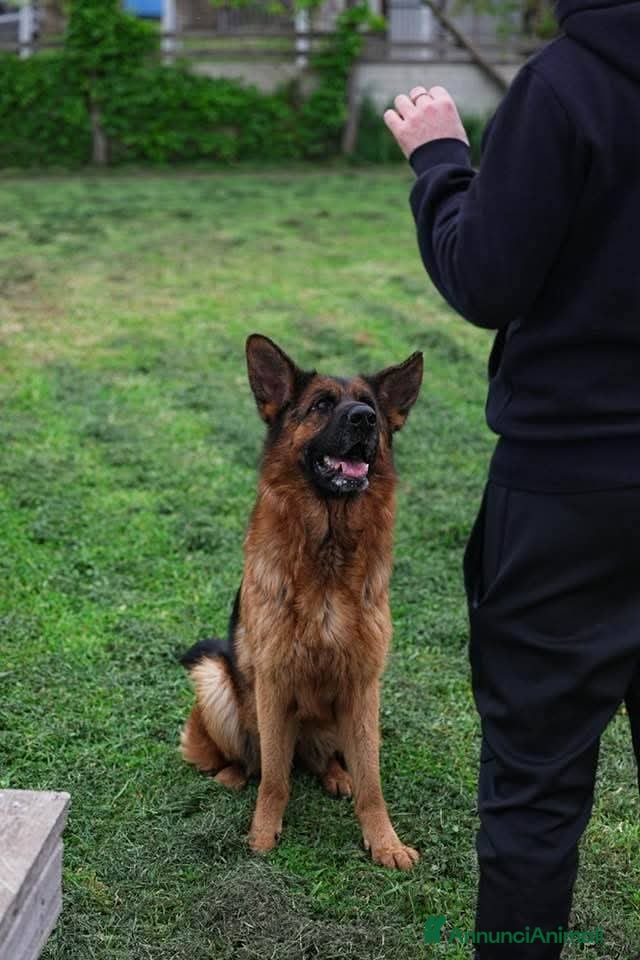 Pastore Tedesco cani Pastore Tedesco 3anni splendida,equilibrata.SUD - Annuncio 17