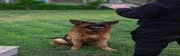Pastore Tedesco cani in regalo: Pastore Tedesco 3anni splendida,equilibrata.SUD - Annuncio 1