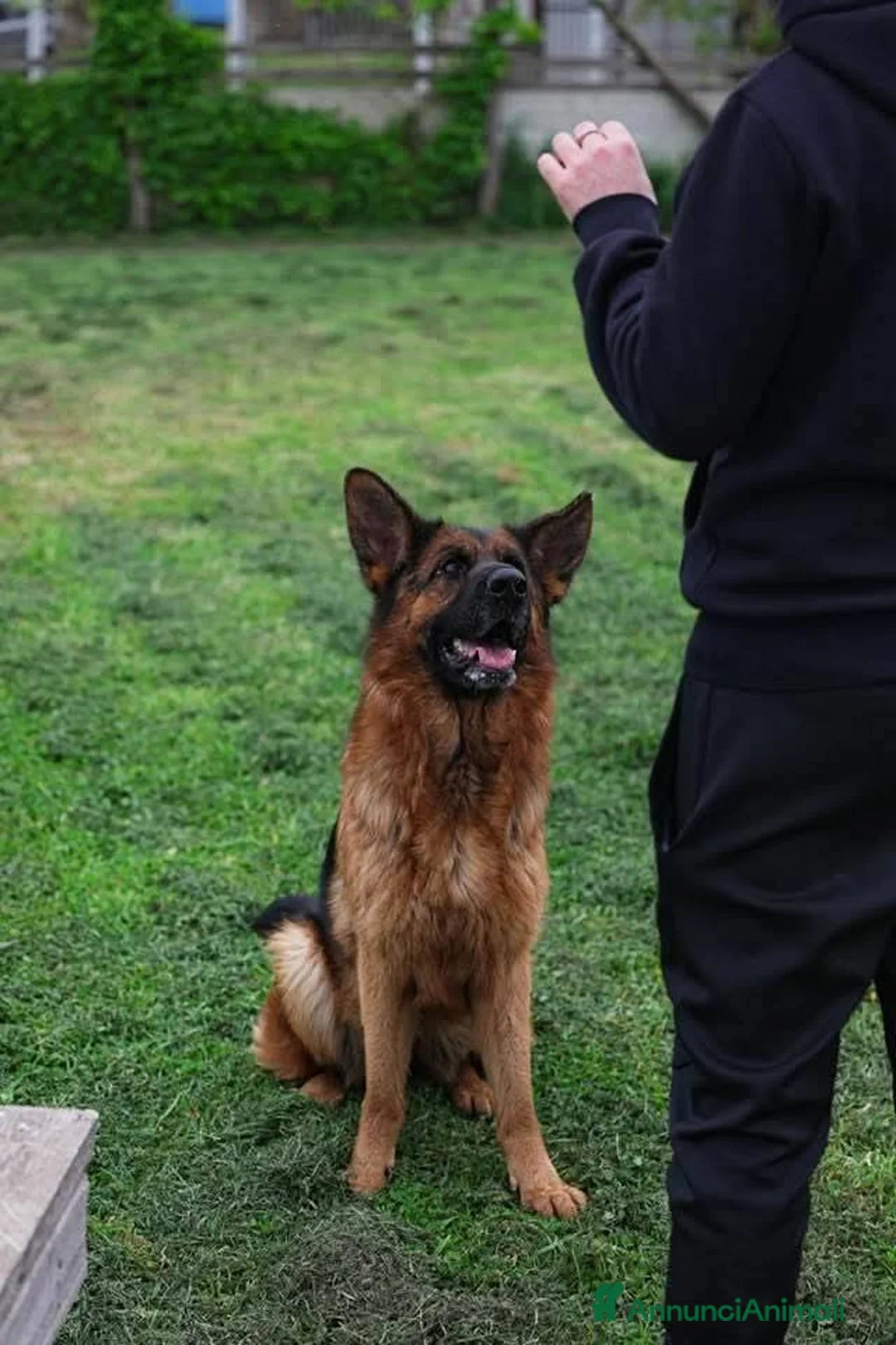Pastore Tedesco cani in regalo: Pastore Tedesco 3anni splendida,equilibrata.SUD - Annuncio 1