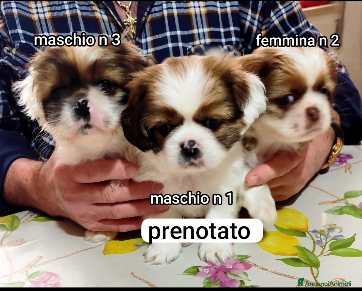 Meticcio cani Bellissimi cuccioli cercano amore e casa   - Annuncio 1