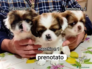 Meticcio cani Bellissimi cuccioli cercano amore e casa - Annuncio 3