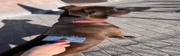 Meticcio cani in regalo: NIGEL CERCA AMORE - Annuncio 10