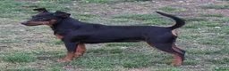 Pinscher Miniatura cani in vendita: Pinscher nano  - Annuncio 28