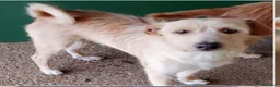 Meticcio cani in regalo: 2mix yorkini 4 e 7anni finiti in canile.CAGLIARI - Annuncio 2
