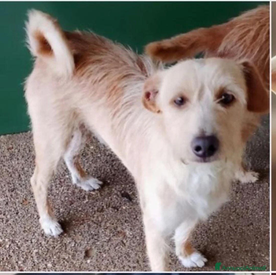 Meticcio cani in regalo: 2mix yorkini 4 e 7anni finiti in canile.CAGLIARI - Annuncio 2