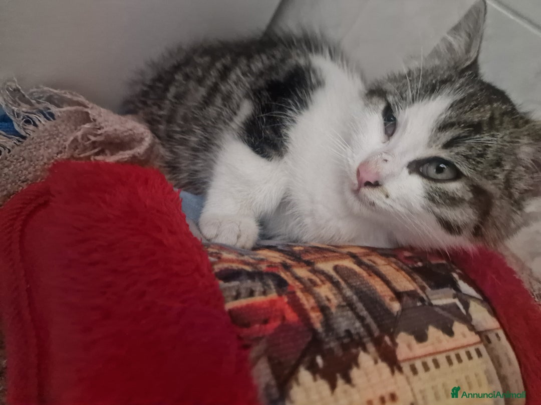 Europeo gatti in regalo: Gattina - Annuncio 3