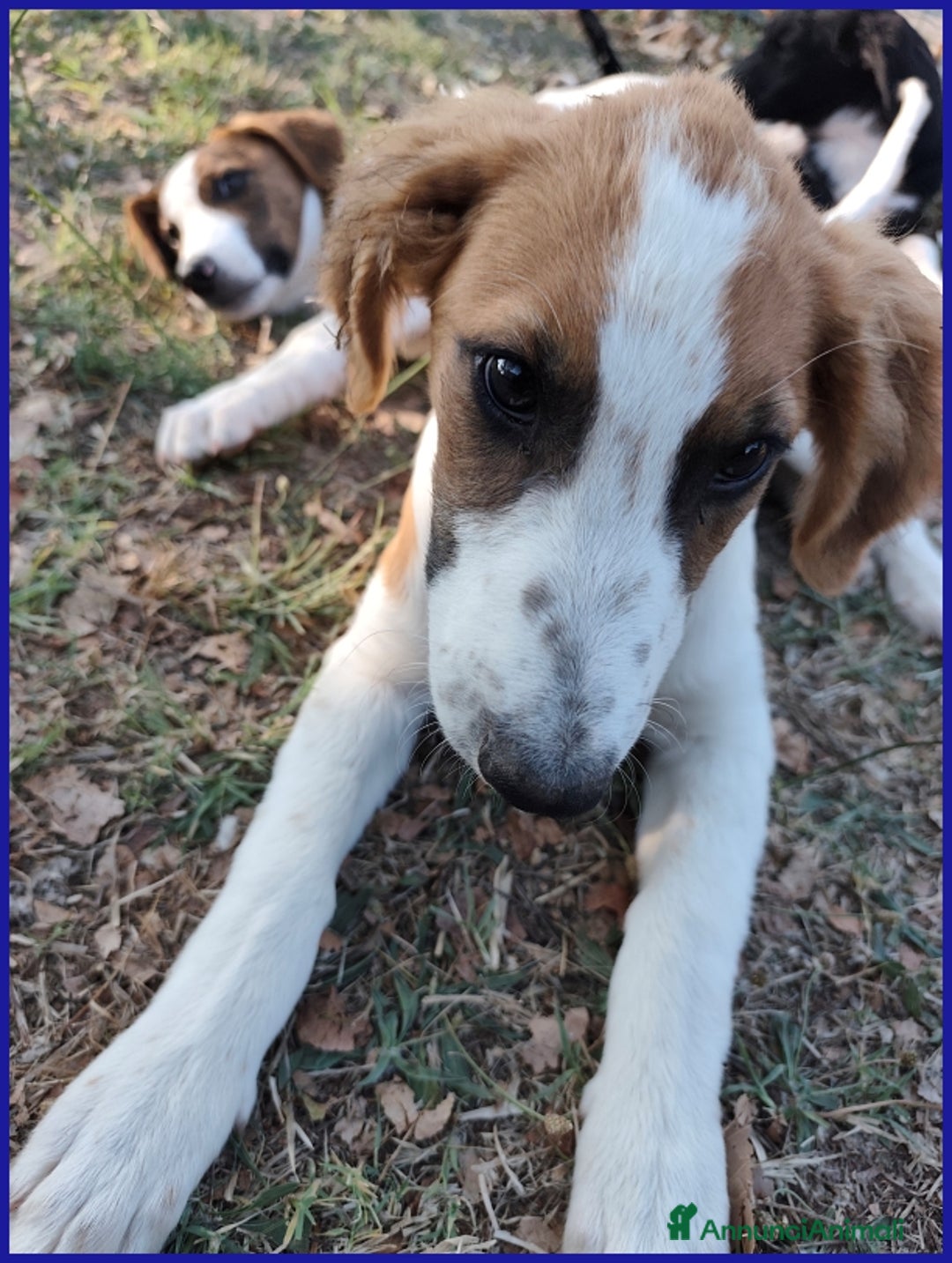Meticcio cani in regalo: KELLY, CUCCIOLA 5 MESI ABBANDONATA CON LA SORELLIN - Annuncio 11