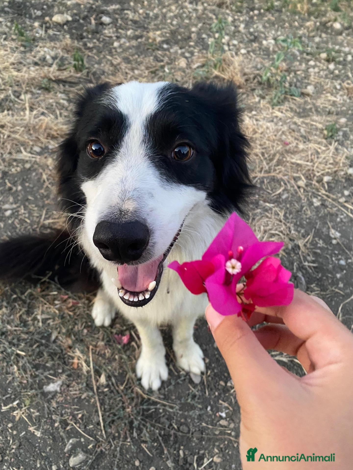 Border Collie cani Border collie maschio 4 anni - Annuncio 6