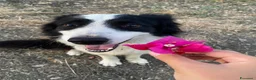 Border Collie cani in regalo: Border collie maschio 4 anni a Libero consorzio comunale di Agrigento - Annuncio 1