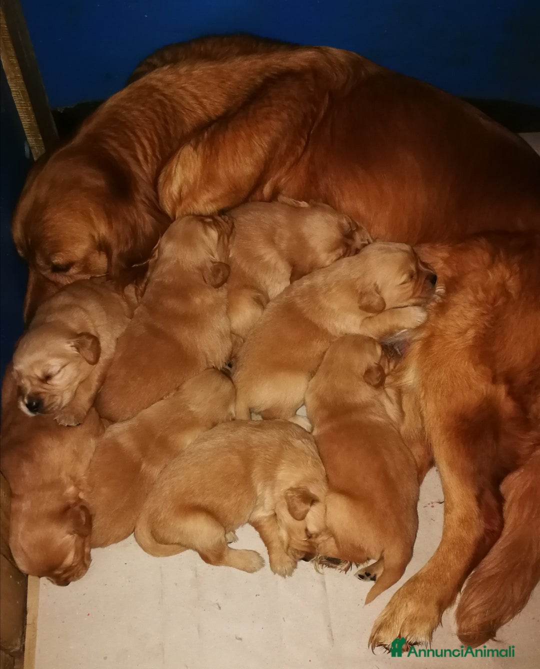 Golden Retriever cani in vendita: Cuccioli maschi di Golden Retriever con pedigree  - Annuncio 1