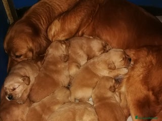 Golden Retriever cani Cuccioli maschi di Golden Retriever con pedigree - Annuncio 1