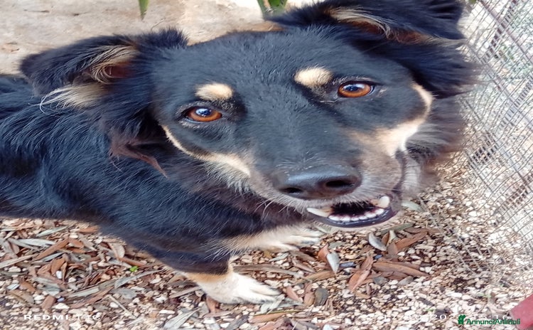 Meticcio cani - Annuncio 13