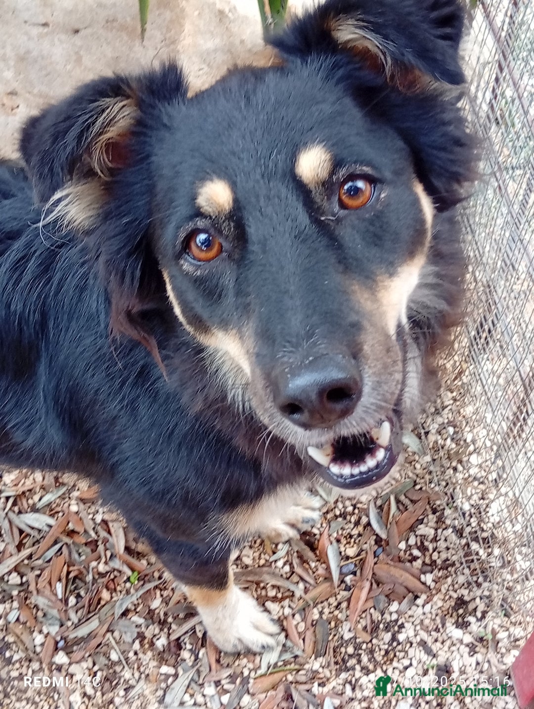 Meticcio cani in regalo: Eden 3 anni dal divano alla gabbia  - Annuncio 1