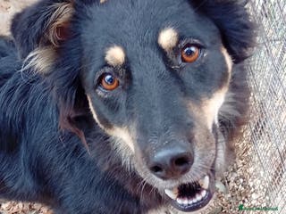 Meticcio cani Eden 3 anni dal divano alla gabbia - Annuncio 26