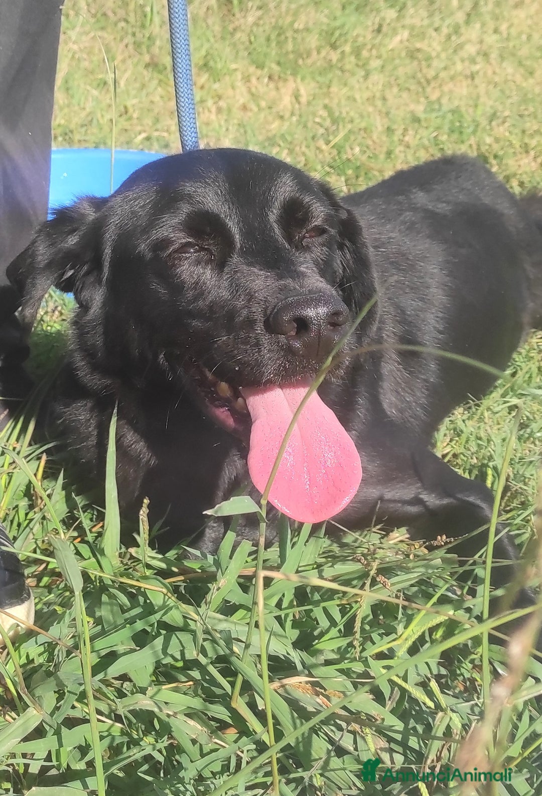 Meticcio cani in regalo: Happy di nome e di fatto meticcio tg contenuta a Provincia di Latina - Annuncio 3