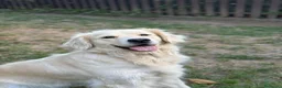 Golden Retriever cani per accoppiamento: Cercasi maschio per monta  - Annuncio 2